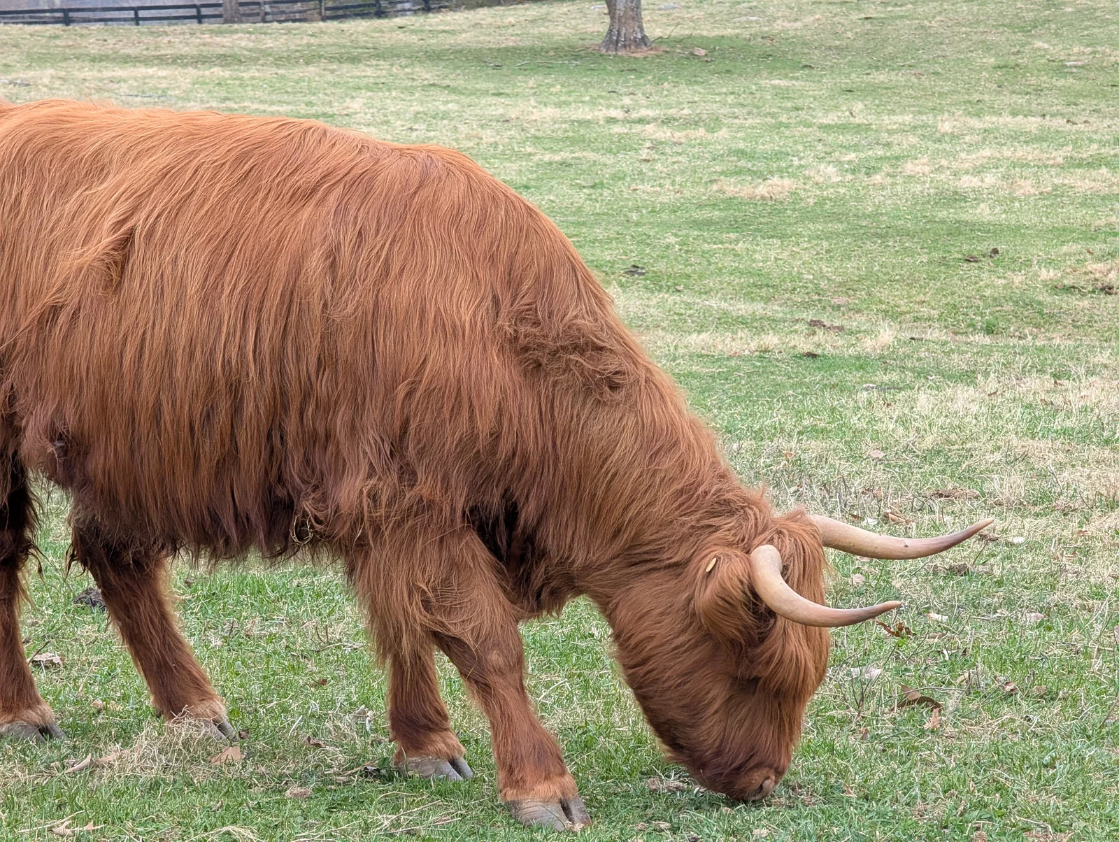 Red Highland cow grazing on green pasture